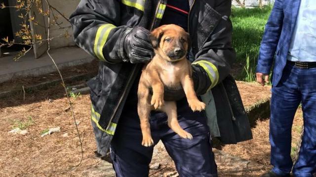 Foseptiğe düşen yavru köpek kurtarıldı