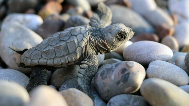 İklim değişikliği caretta carettaları tehdit ediyor