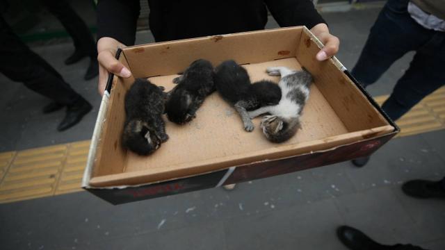 Hatayda mahsur kalan 4 kedi yavrusu kurtarıldı