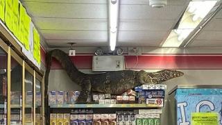 Dev kertenkele girdiği markette paniğe neden oldu