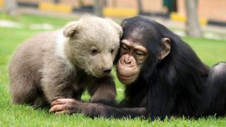 'Can' ile 'Boncuk'un dostluğu