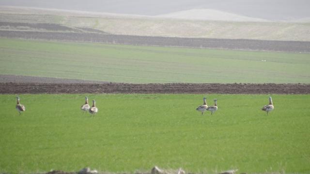 Yozgatta nesli tükenmekte olan toy kuşu sürüsü görüntülendi