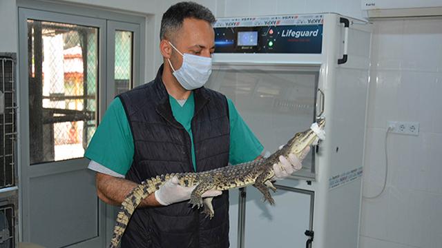 Adanada bulunan timsah koruma altına alındı