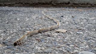 Adıyaman'da tırtıl sürüsünün yolculuğu görüntülendi