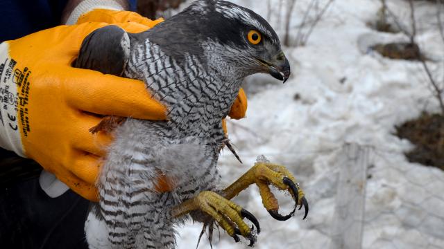 Karsta küçük çocuğun yaralı bulduğu atmaca tedavi altına alındı