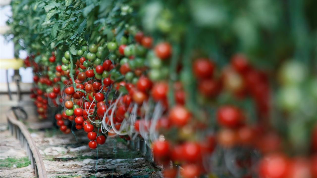 En çok domates ihracatı Rusya`ya