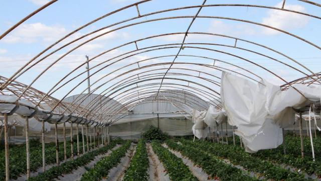 Antalyada fırtına: Sera örtüleri uçtu, ürünler zarar gördü