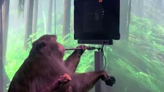 Maymun Pager beyin gücüyle bilgisayar oyunu oynadı