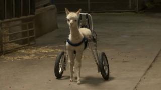 Engelli doğan yavru alpaka yürüteciyle istediği yere gidebiliyor