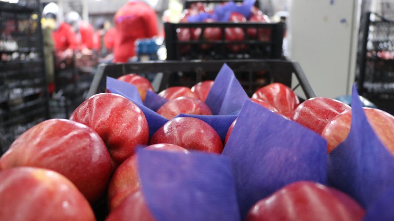  Elmanın toplanmasından muhafazasına kadar her şeye dikkat ediliyor