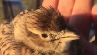 Soğuk göçmen kuşları vurdu