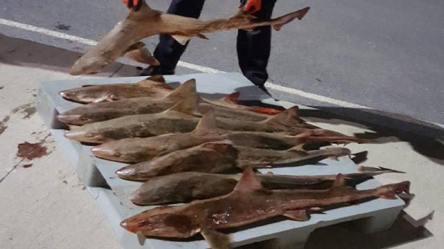 Balık halinde 2,5 ton kaçak avlanan balığa el konuldu