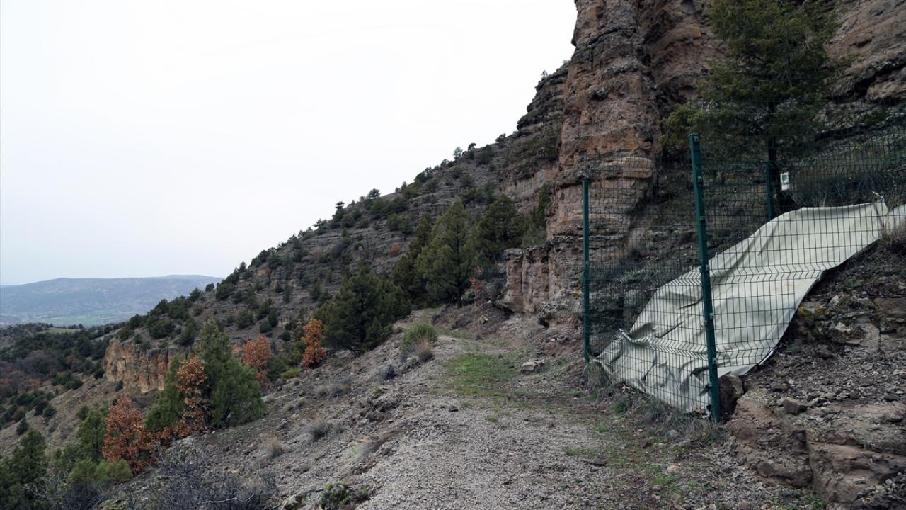 Türkiye`nin ilk fosil ormanı