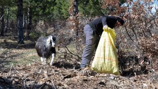 Keçisiyle çevreyi temizliyor