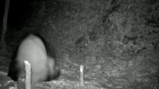 Pandaların kavgası 17 dakika sürdü