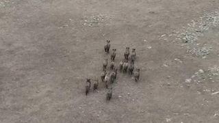 Domuz sürüsü dronla görüntülendi