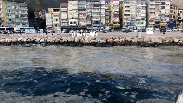 Gemlik sahili plankton patlaması ile beyaza büründü