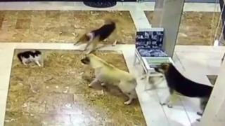 Anne kedi, yavrusuna saldıran köpekleri böyle kovaladı