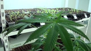 Yozgat Bozok Üniversitesinde kenevir doku kültürü ile çoğaltılacak