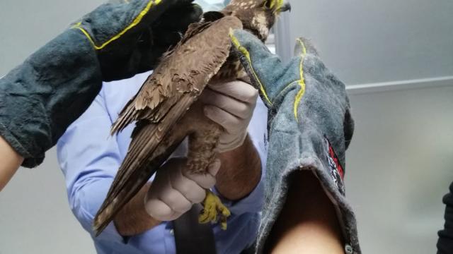 Balıkesirde yaralı bulunan doğan ile şahin tedavi altına alındı