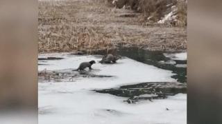 Karabük'te nesli tehlikede olan su samuru görüldü