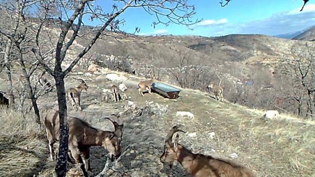 Elazığda yaban hayatın devamlılığı için başlatılan su seferberliği amacına ulaşıyor