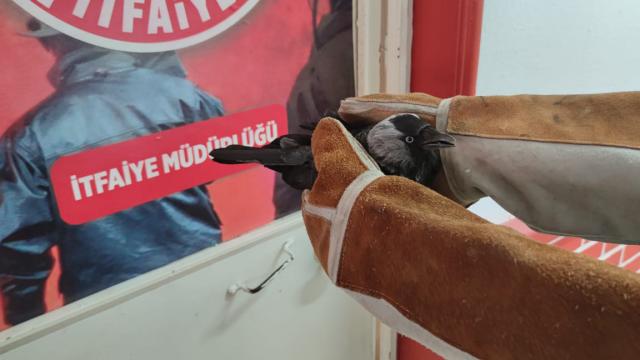 Yalovada kanadı kırık bulunan karga itfaiye ekiplerince rehabilitasyon merkezine teslim edildi