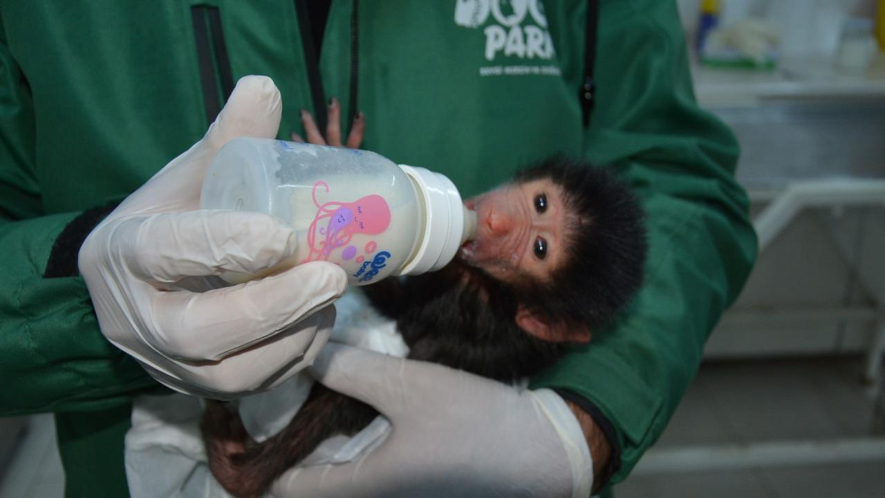 Yavrular için özel yaşam alanı oluşturulacak