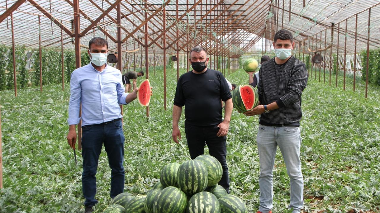 Yılın ilk karpuzları toplandı
