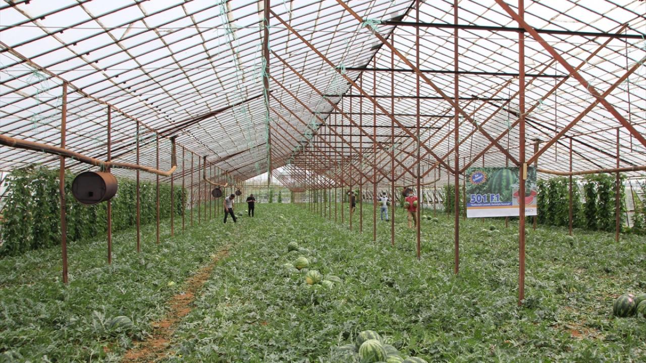 Üreticiden çıkış fiyatı kilogram başına 7 lira