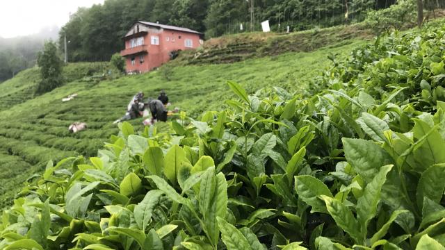 Çay işçisi göçü başladı, uzmanlar uyardı: Bölge için risk