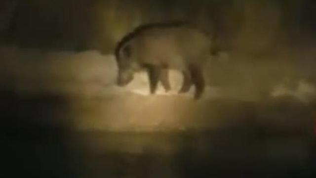 Bursada aç kalan domuz sahile inerek midye yedi