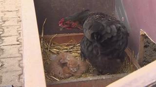 Tavuklar kedi yavrularına annelik yapıyor