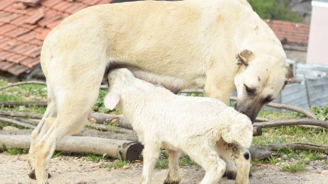 Çoban köpeği kuzunun süt annesi oldu