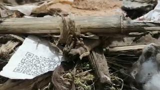 Kuş, yuva içinde yuva yaptı