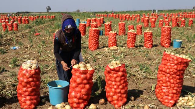 Çiftçilerden alınan 25 ton soğan yardıma muhtaç ailelere dağıtıldı