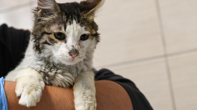 Kedileri aç bırakıp işkence eden kadın hapis cezasına çarptırıldı