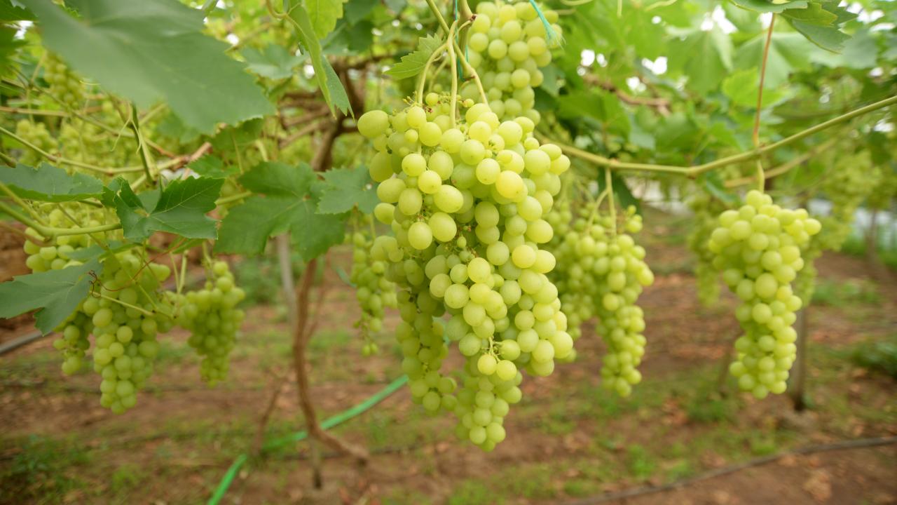 "Serada çift ürün yetiştiriliyor"