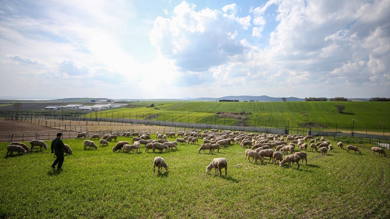 "Burası koyunculukta bir akademi oldu"