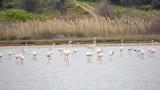 Tarihi Gelibolu Yarımadası flamingoları