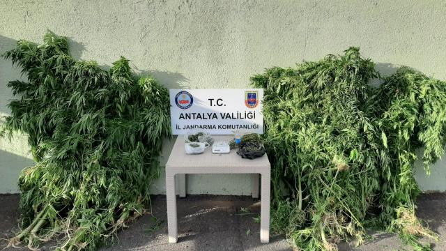 Antalyada Hint keneviri yetiştirilen eve düzenlenen operasyonda bir zanlı yakalandı