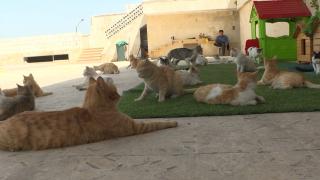 Savaş mağduru kedilere sahip çıkıyor