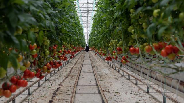 Bakanlıktan jeotermal sera yatırımı çağrısı