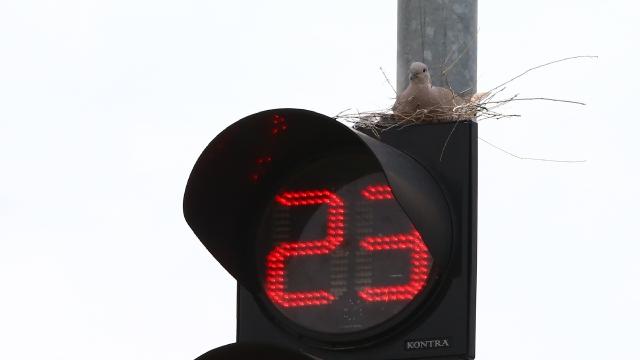 Bizim için trafik ışığı, onun için yuva