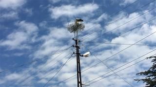 Tekirdağ'da leylekler kurulan platformlarla korunuyor