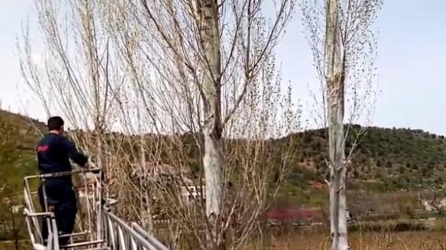 Ağaçta mahsur kalan kediyi itfaiye kurtardı