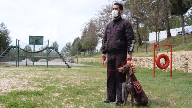 Narkotik dedektör köpeği "Manken" Adıyamanda jandarmanın en büyük yardımcısı