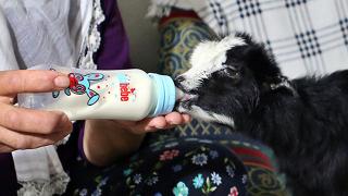 Annesinin reddettiği oğlağa torunları gibi bakıyorlar