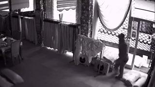 Perdeciyi soyan hırsızlar kamerada