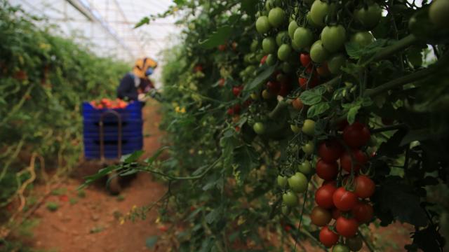 Antalyada sera üreticileri zorlu mesailerini ramazanda da sürdürüyor